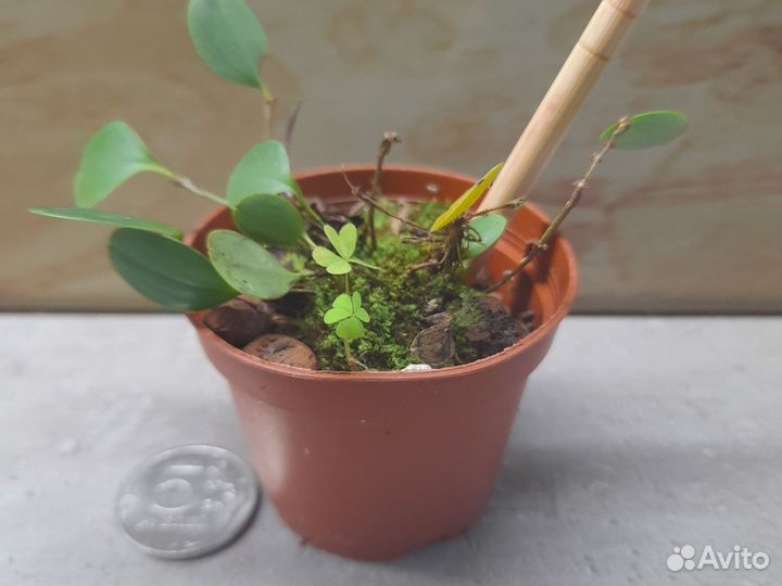 Миниатюрная орхидея trichosalpinx manniugii