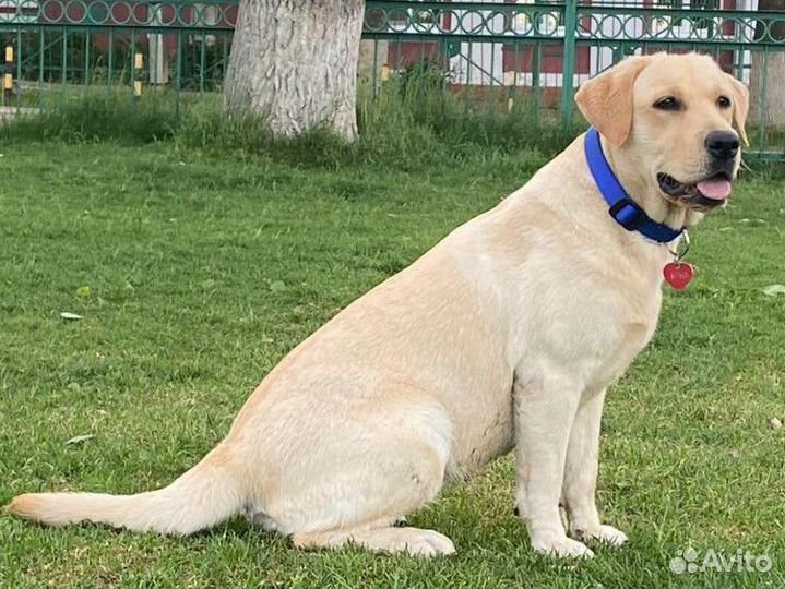 Кинолог / Дрессировка собак / Коррекция поведения