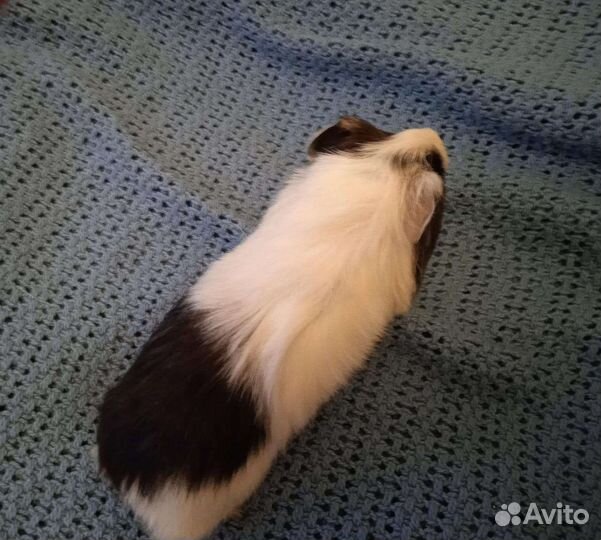 Морская свинка