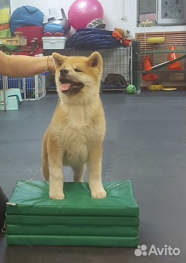 Щенки акита ину