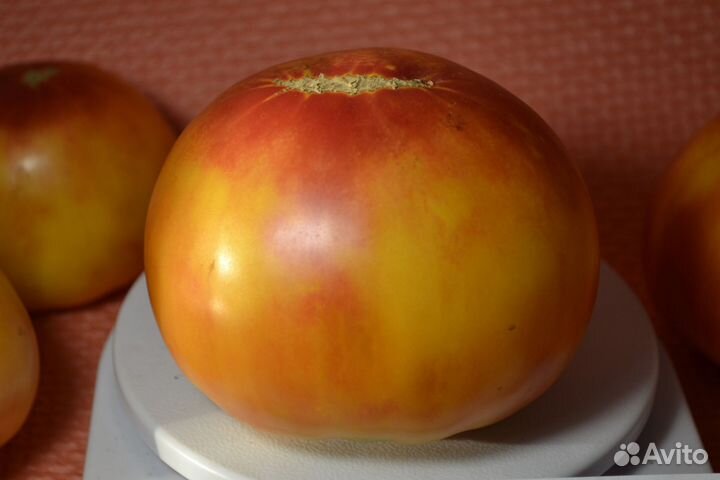 Семена коллекционных сортов томатов