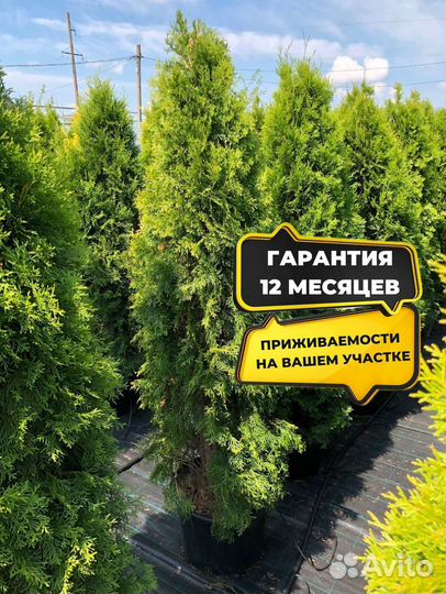 Туя Колумна