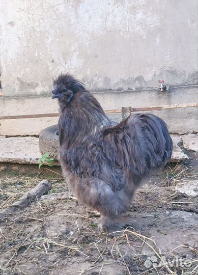 Молодые петухи