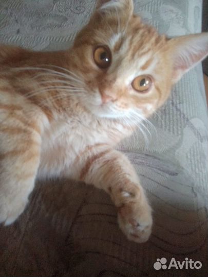 Котенок в добрые руки мальчик