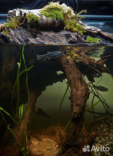 Чистка террариумов\уход за экзотическими животными