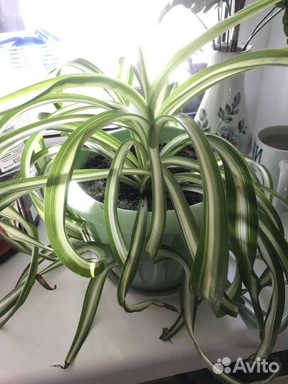 Хлорофитум кудрявый