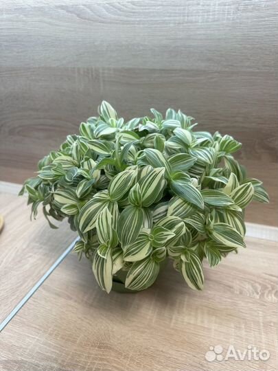 Традесканция белая