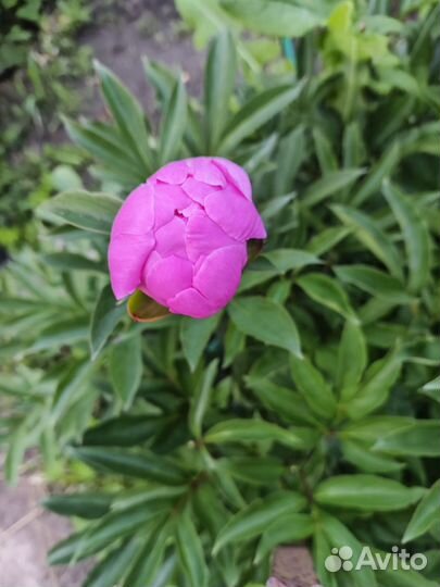 Саженцы пиона