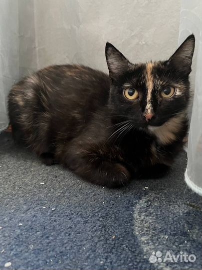 Трехцветная Джессика на счастье