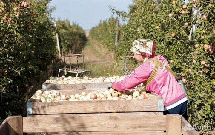 Сборщик яблок на вахту