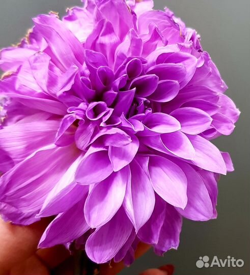 Клубни георгин