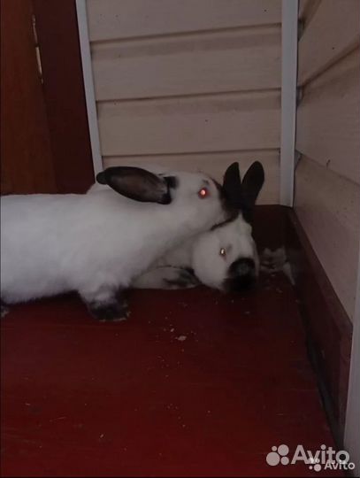 Калифорнийские кролики племенные