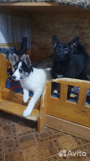 Щенок мальчик в добрые руки