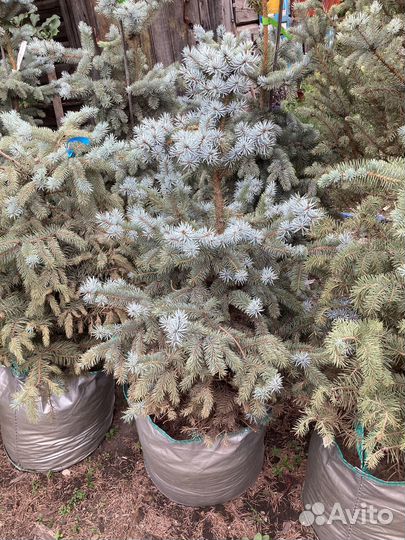 Ель взрослая голубая из питомника растений