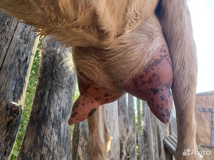 Продам дойных коз