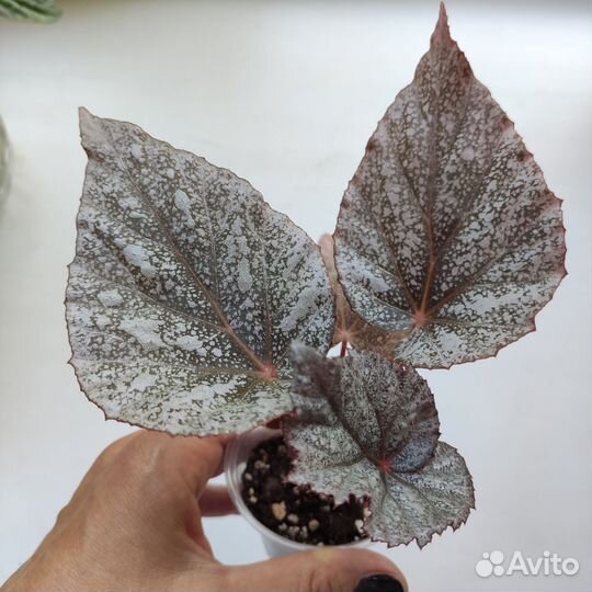 Бегония декоративно лиственная