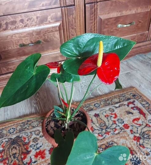 Кливия, Антуриум