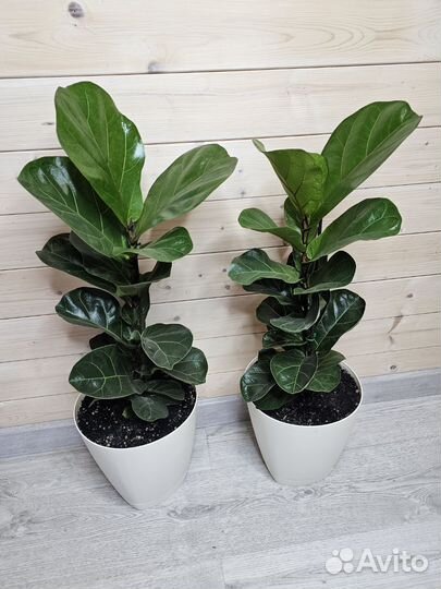 Фикус Лирата Бамбино маленький 1ствол