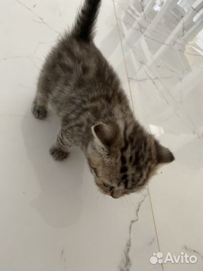 Шотландский котенок