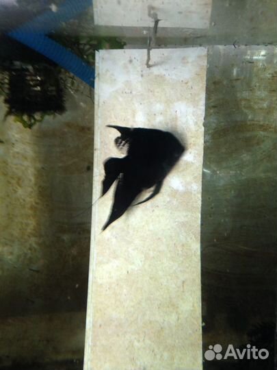 Аквариумные рыбки