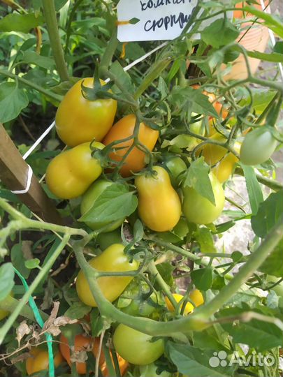 Семена коллекционных сортов томатов