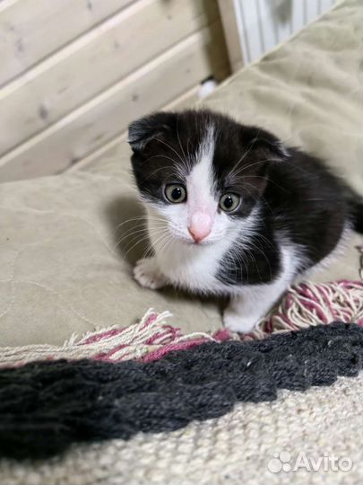 Кошка в дар бесплатно