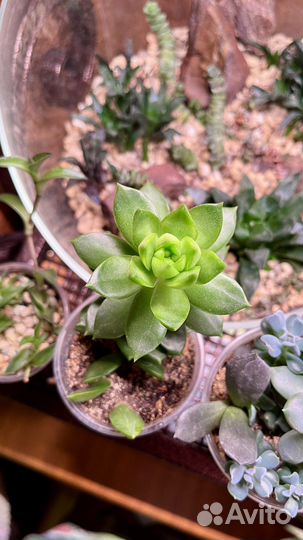 Суккуленты (эчверии)