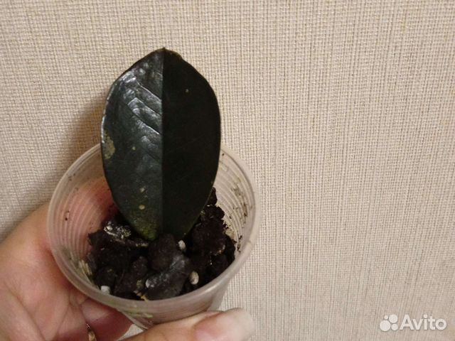 Замиокулькас черный