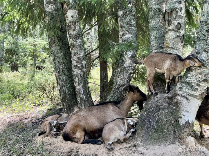 Альпийские козы, козлята