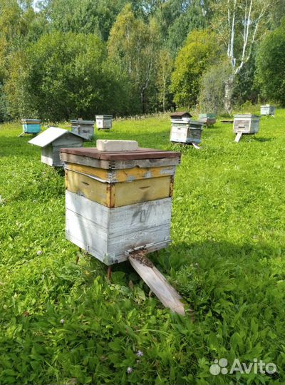 Пчелы пасека под ключ