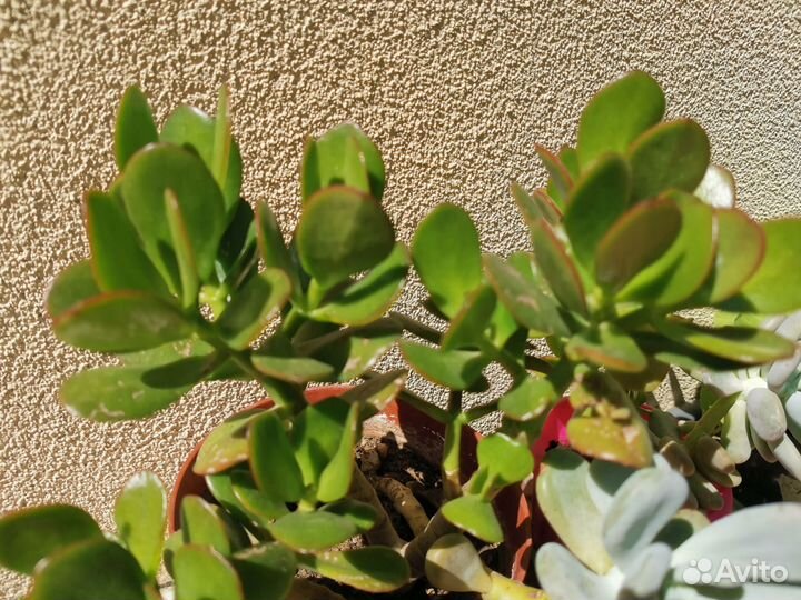 Пахифитум, красула