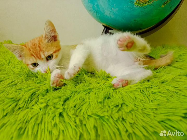 Рыжий котенок в добрые руки