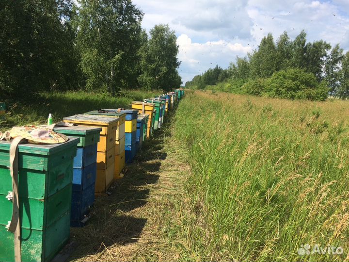 Мед натуральный со своей пасеки