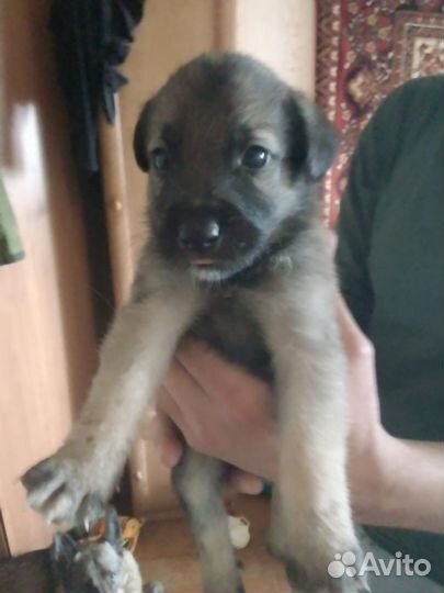 Щенки в добрые руки