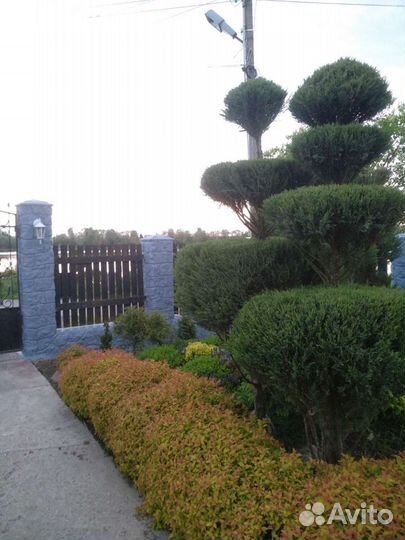 Спирея японская (Литл, Голден и др) С1,5