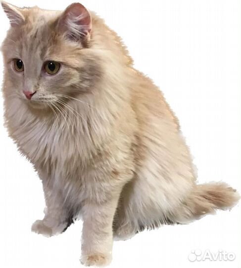 Рыжий кот ищет дом