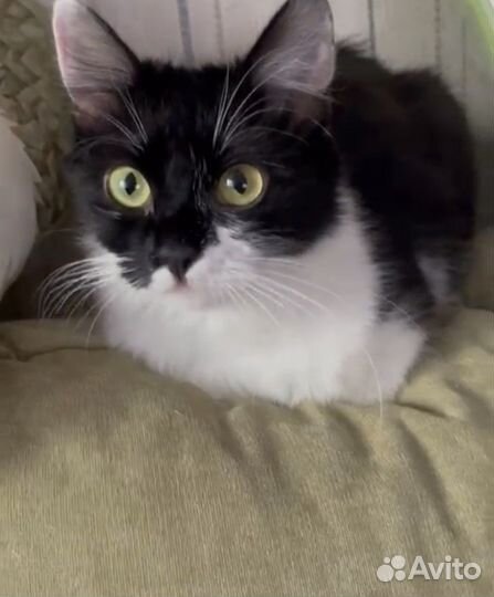 Кошка в добрые руки