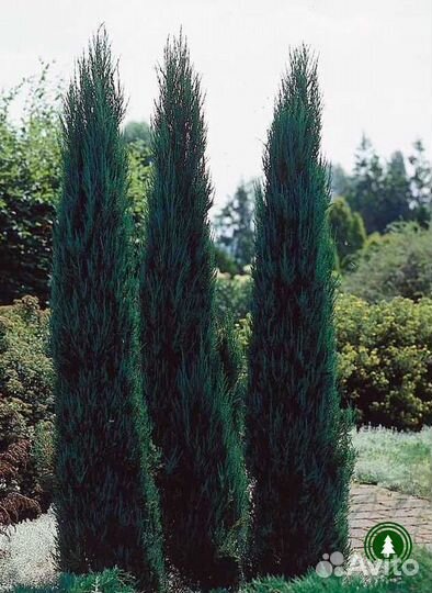 Можжевельник блю эрроу 1,19 м и др