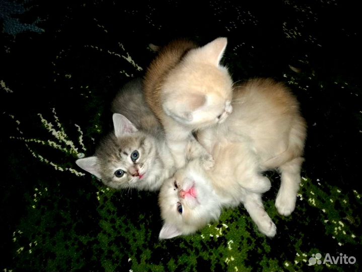 Отдам котят, очень ласковые