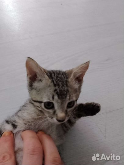 Котята смесь сфинкс Браш с Табби