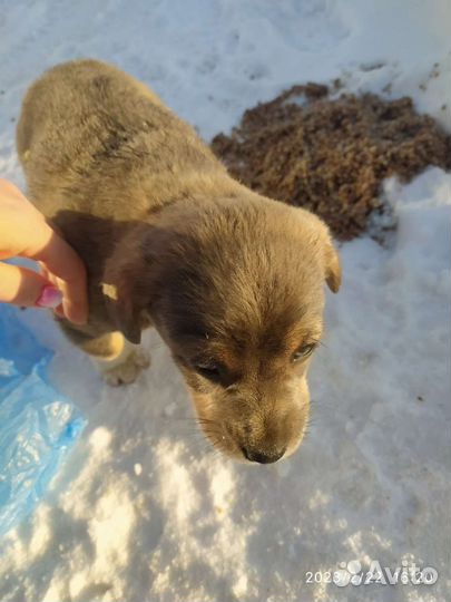 Двое малышей у дороги