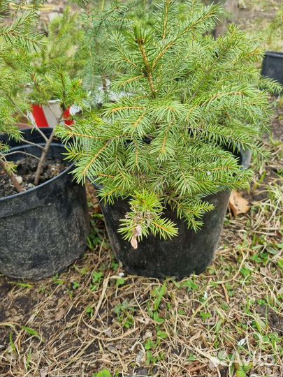 Ель сибирская