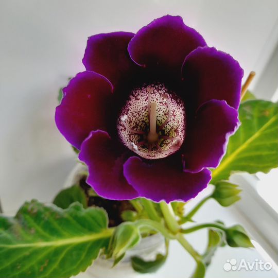 Глоксиния,тидея