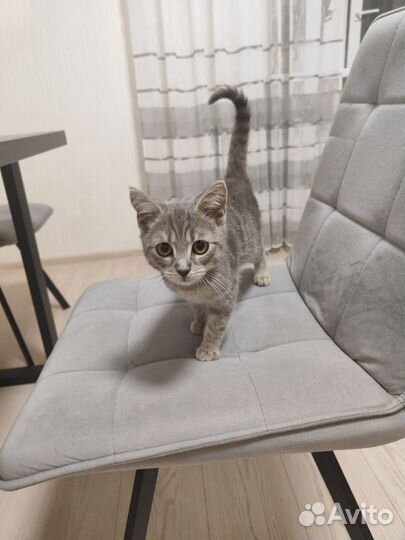 Котик в добрые руки