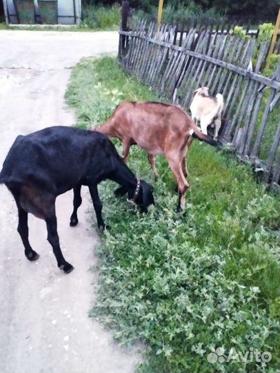 Нубийские козы