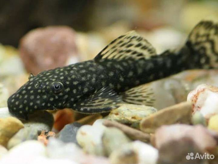 Сомики анциструсы