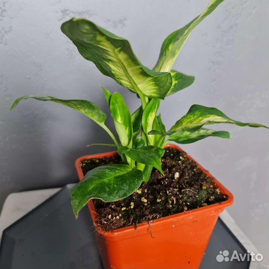 Диффенбахия камилла