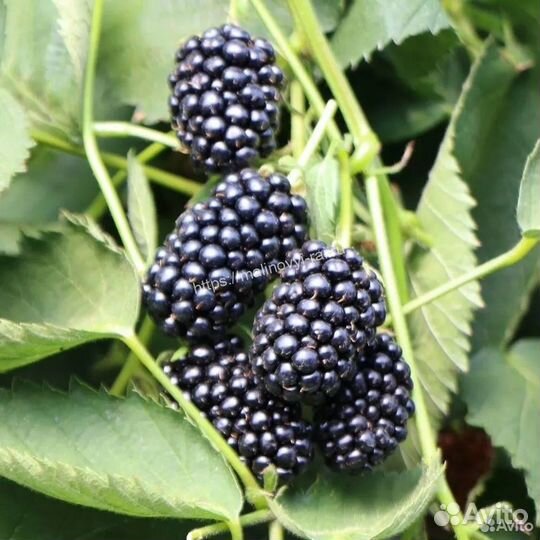 Новинка Ежевика сладкая Виктория (бесшипная)