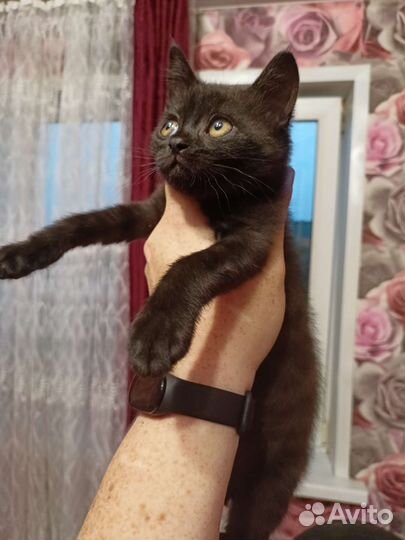 Черный котёнок Черная кошечка в добрые руки