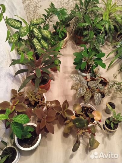 Комнатные цветы